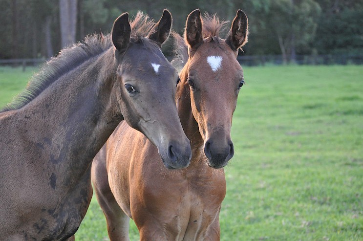 Horses are the soul of Karingal