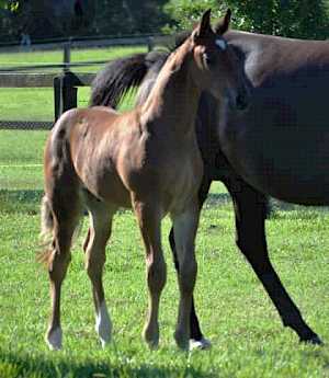 Karingal foals